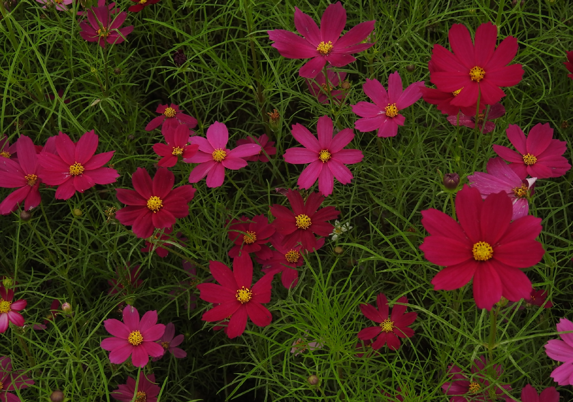 红色的波斯菊植物.