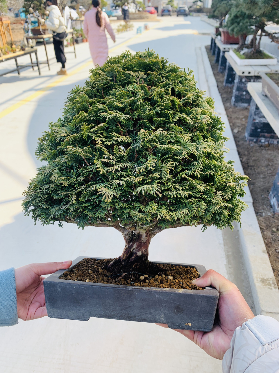 精品津山桧,大蘑菇头很好看啊