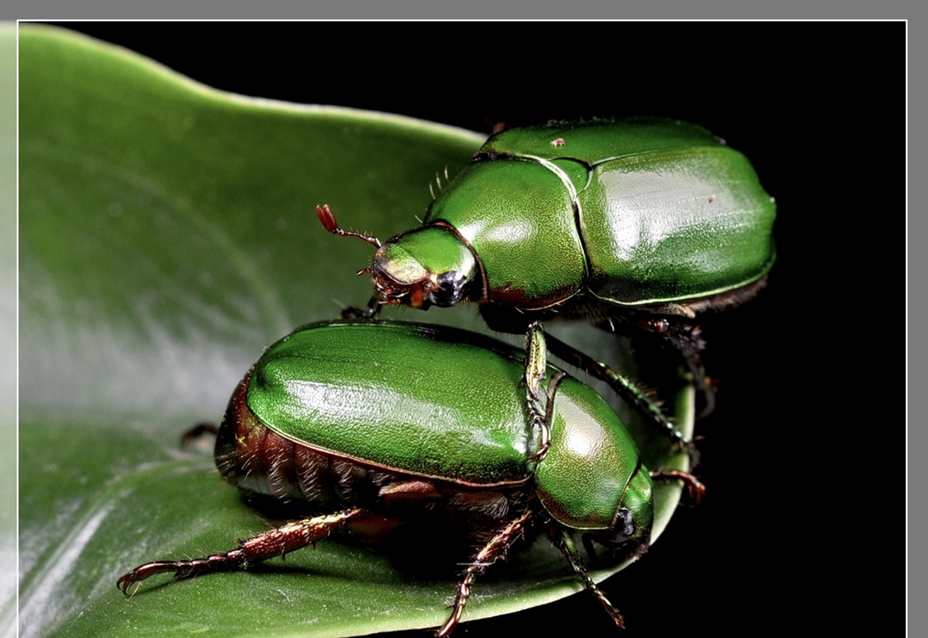 每天认识一种昆虫——红脚绿丽金龟 红脚绿丽金龟是鞘翅目丽金龟科