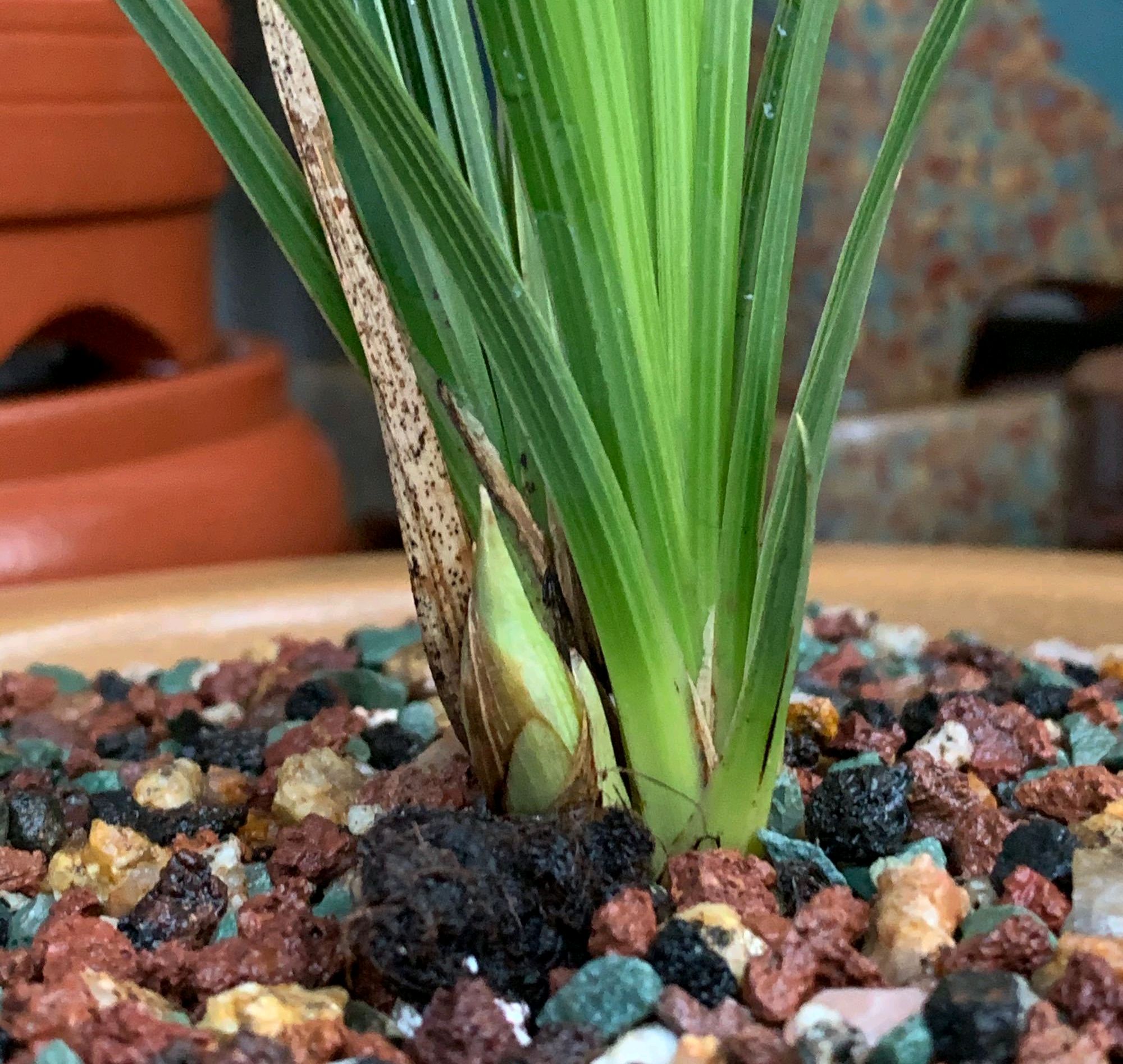 兰花快要花芽分化,三伏天能浇灌磷酸二氢钾来催芽吗?防高温烧苗