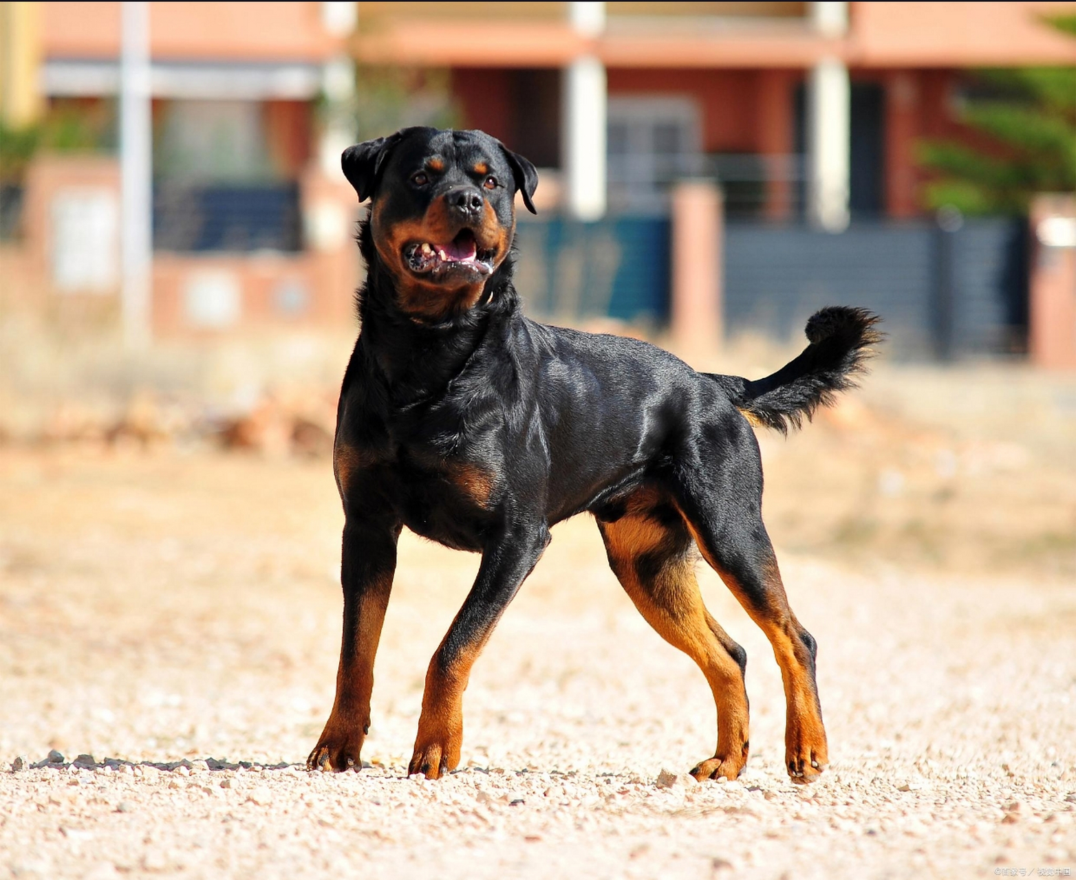 罗威纳犬有这些性格特点  罗威纳犬,原产于德国的大型犬种,以其忠诚