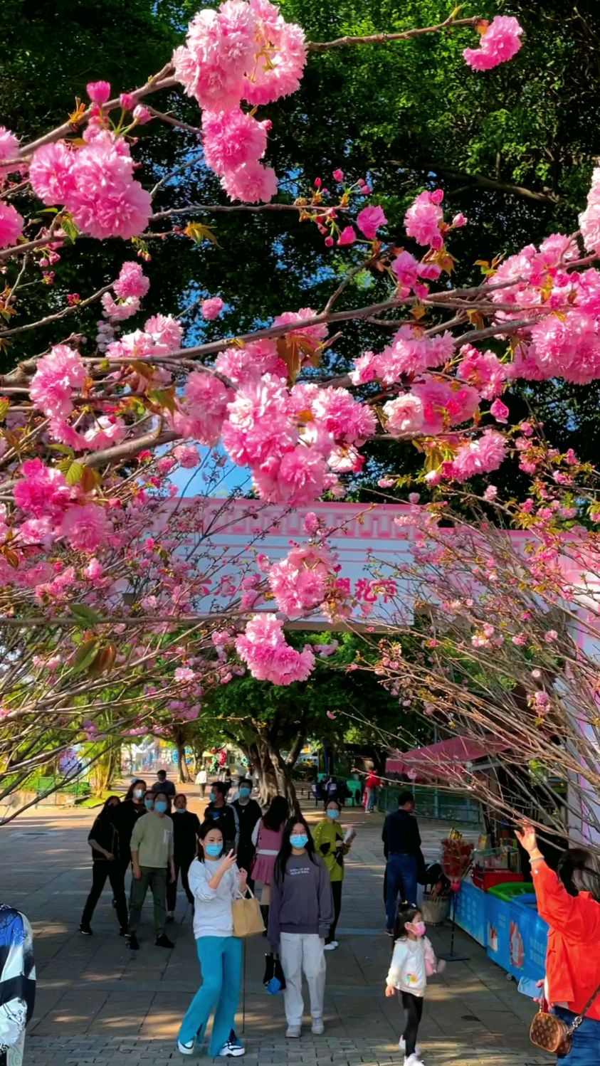 快带着喜欢的人,一起来深圳观澜湖生态运动公社 ,看浪漫樱花吧!