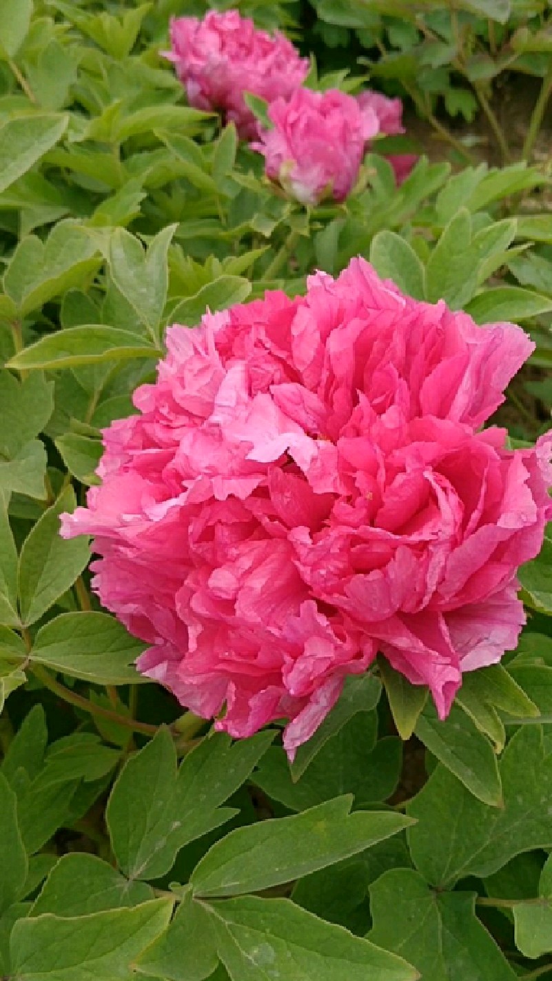 观赏牡丹红宝石