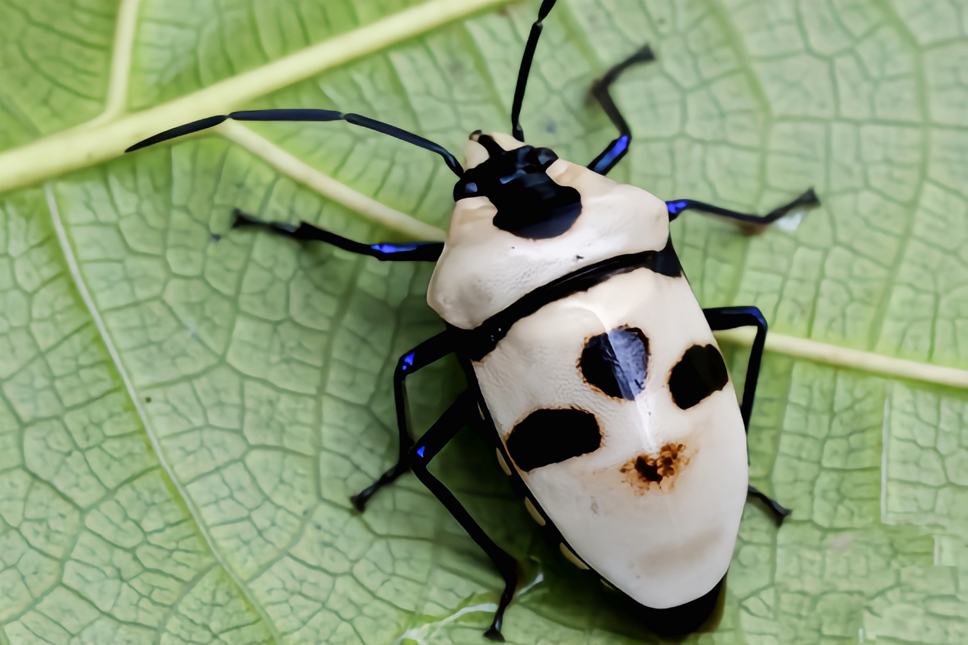 每天认识一种昆虫——大盾背蝽象 大盾背蝽别名人头盾蝽,骷髅头盾蝽是