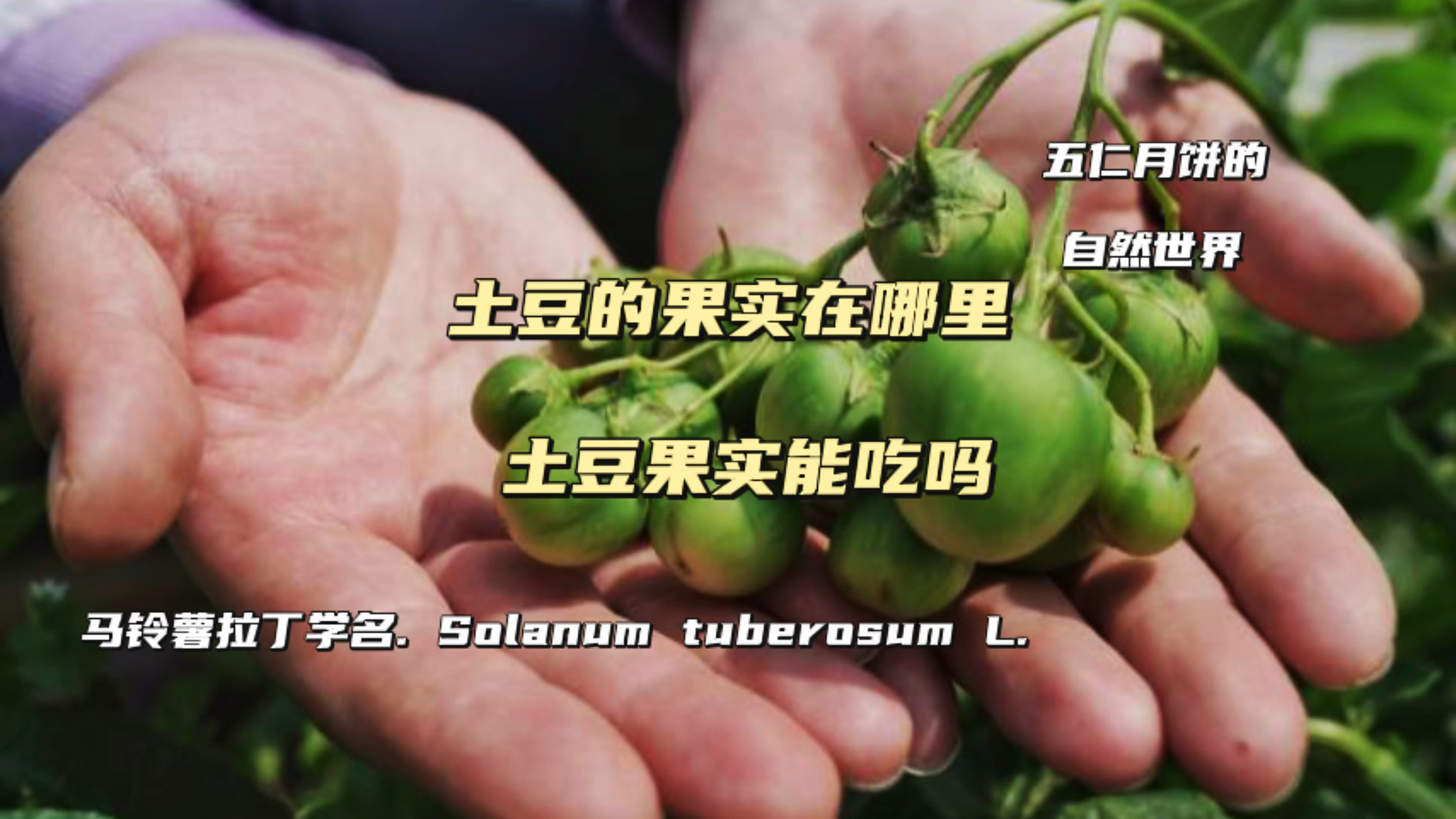 土豆的果实在哪里,土豆果实能吃吗?