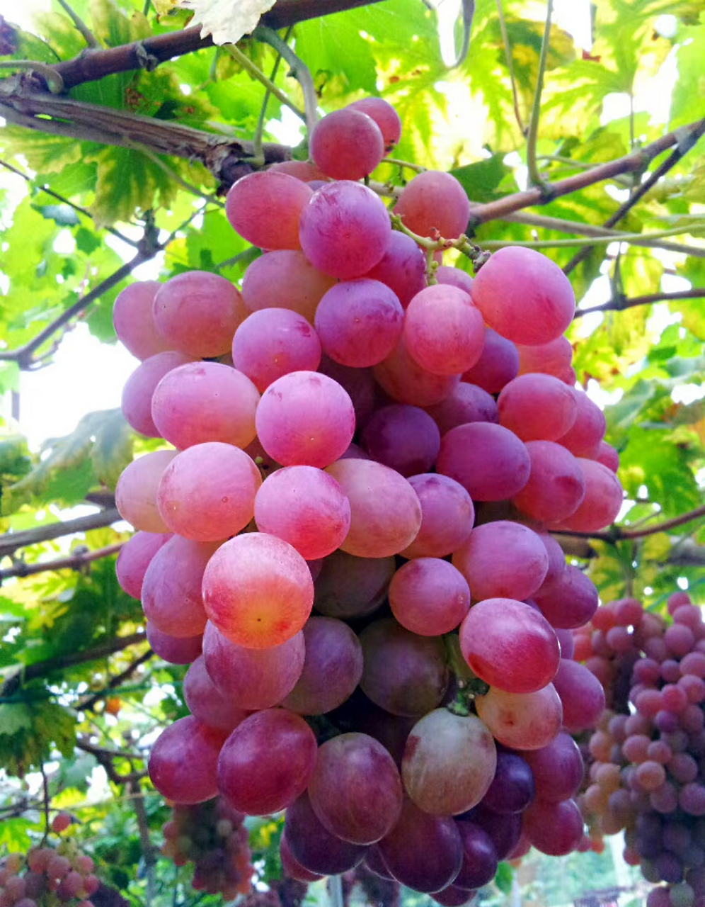 红提,又名:红地球,晚红,葡萄科葡萄属植物.