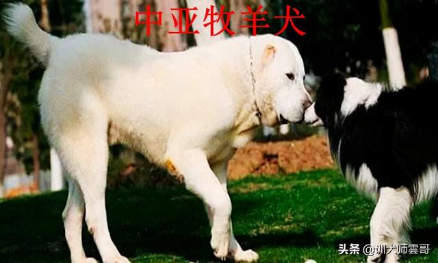 牧羊犬