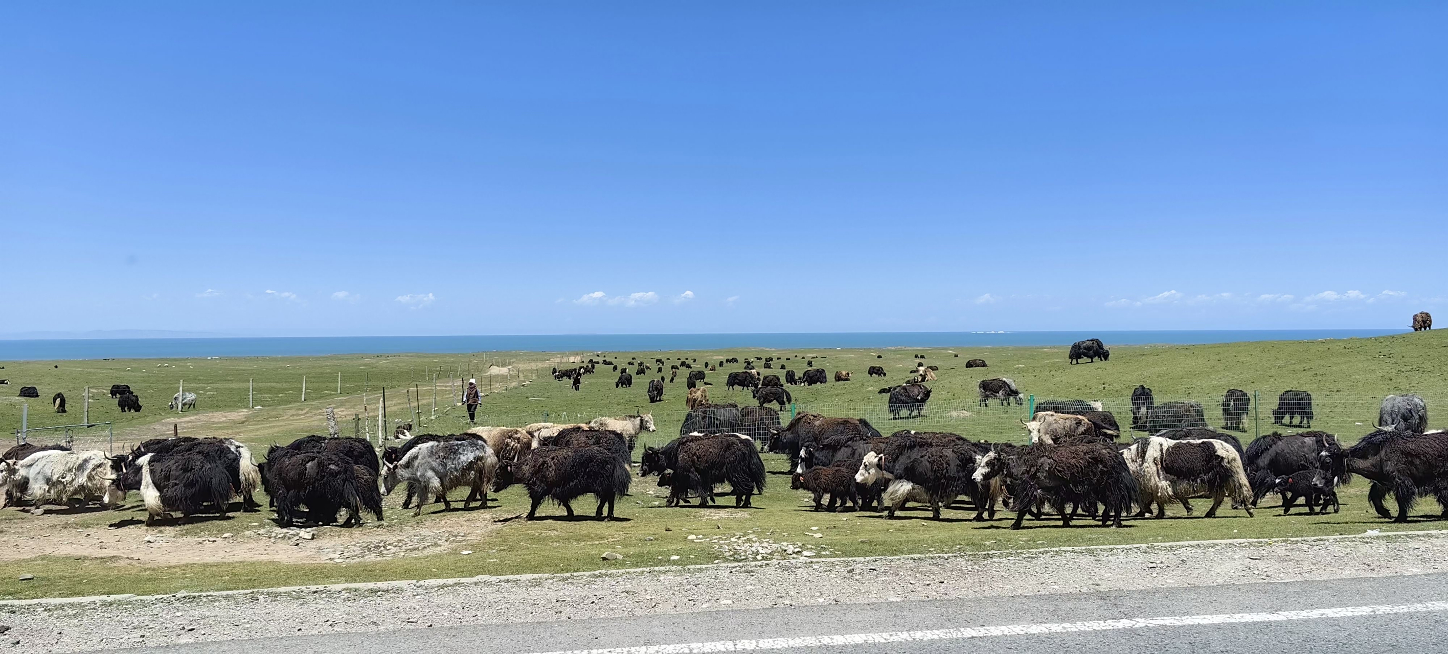 青海的牦牛