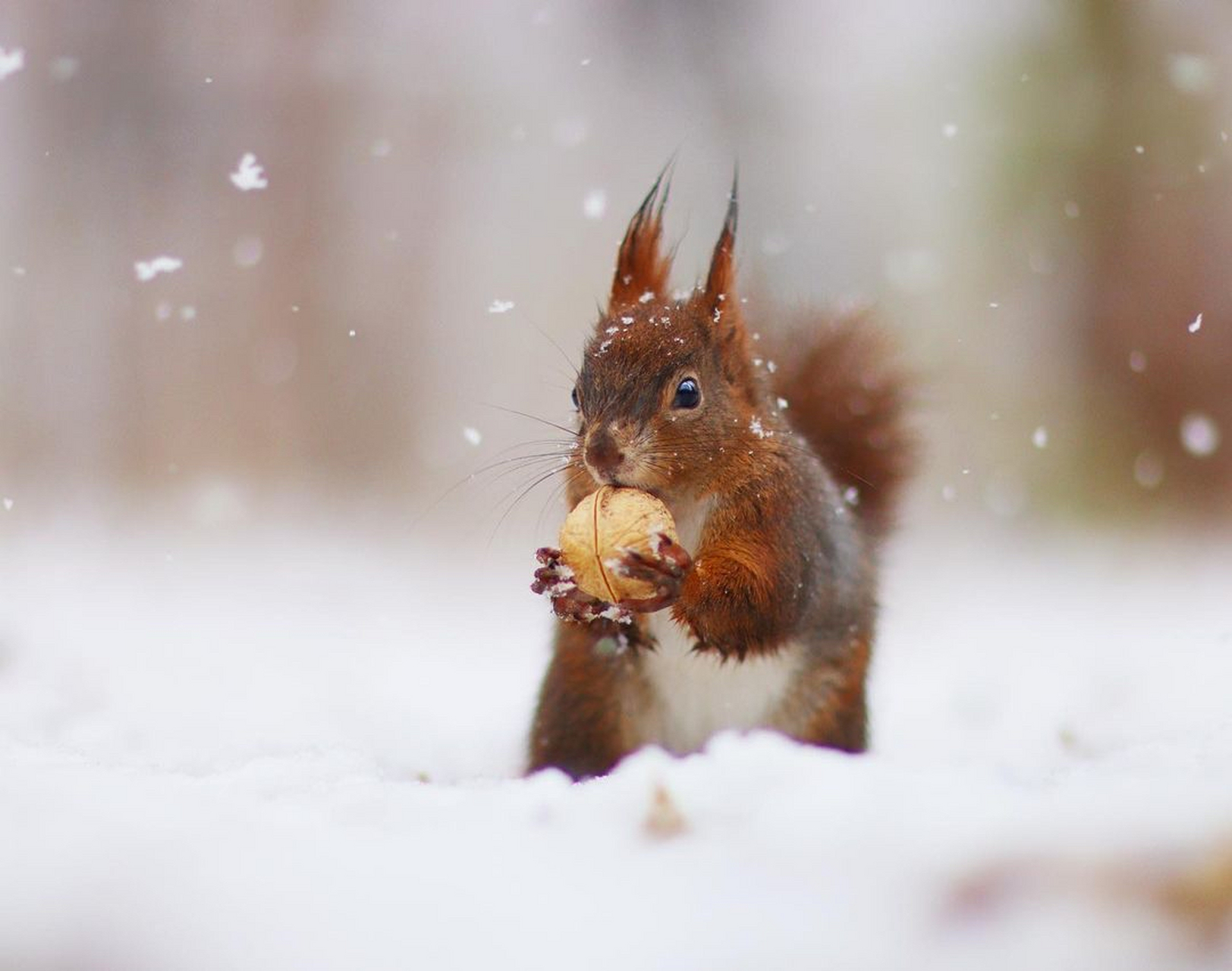雪地里的小松鼠