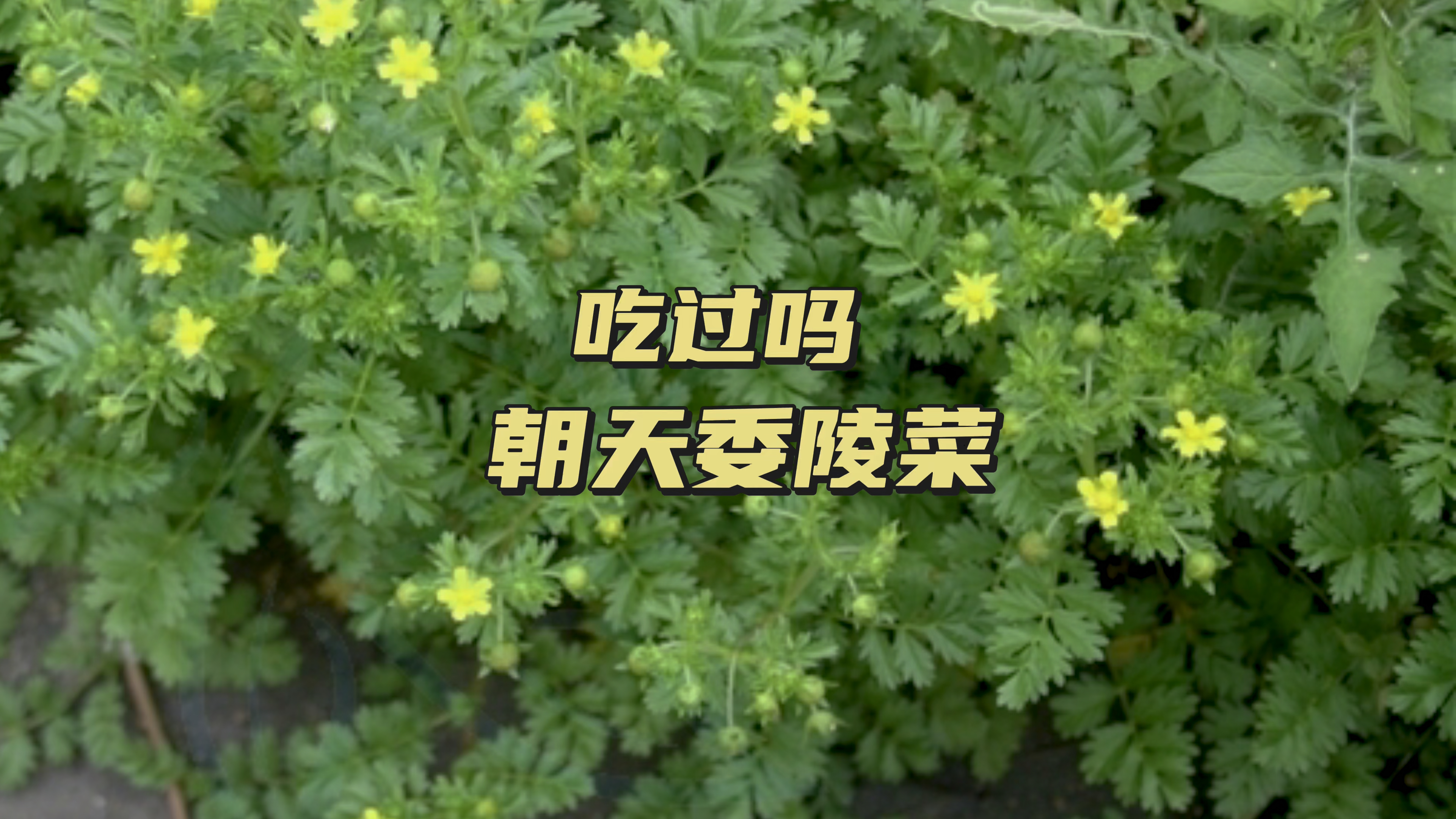 好吃的野菜朝天委陵菜有哪些药用价值