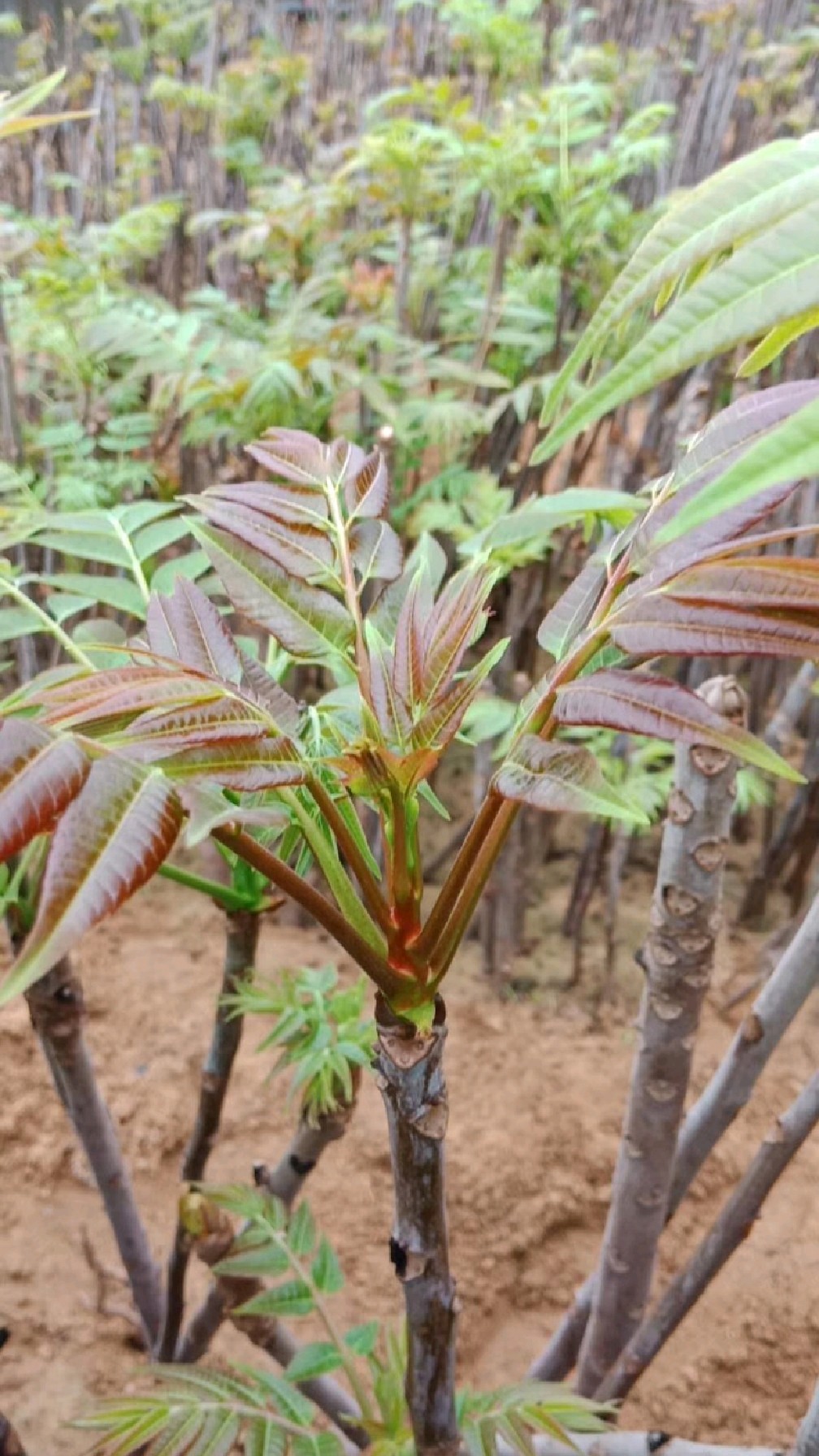 大棚香椿苗种植现场,一亩地30000棵,经济效益高