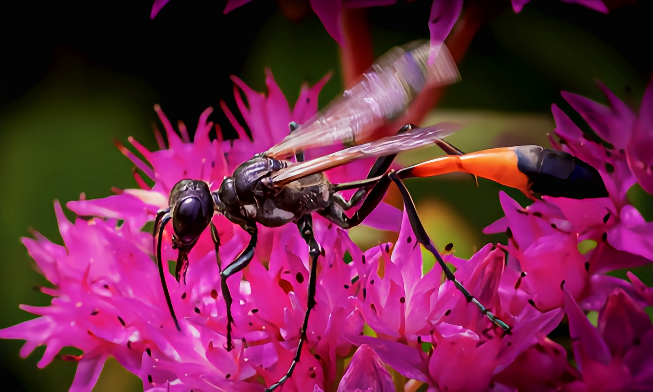 每天认识一种昆虫——红带泥蜂 红带沙蜂别名沙蜂,沙泥蜂,原产于亚洲.