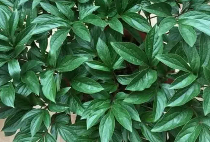 芍药叶子发黄怎么回事?