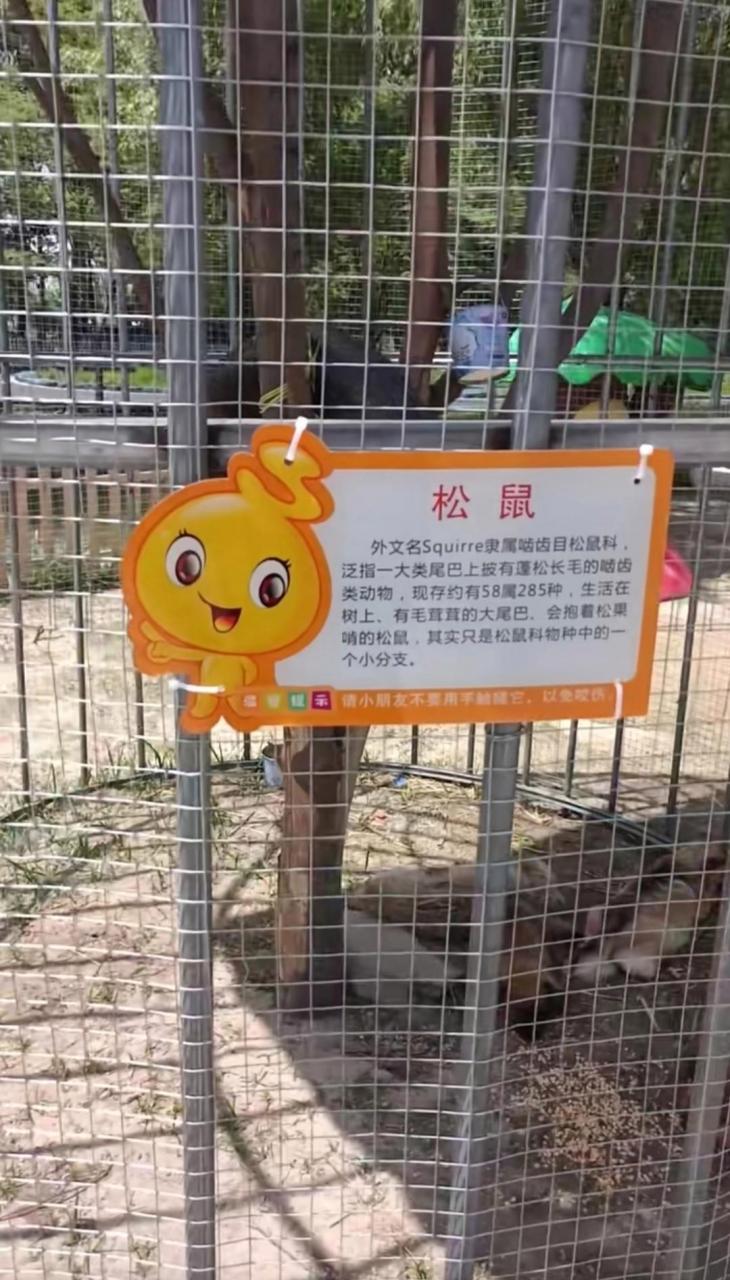 今天去動物園看松鼠,這松鼠長的,可真是狗模狗樣