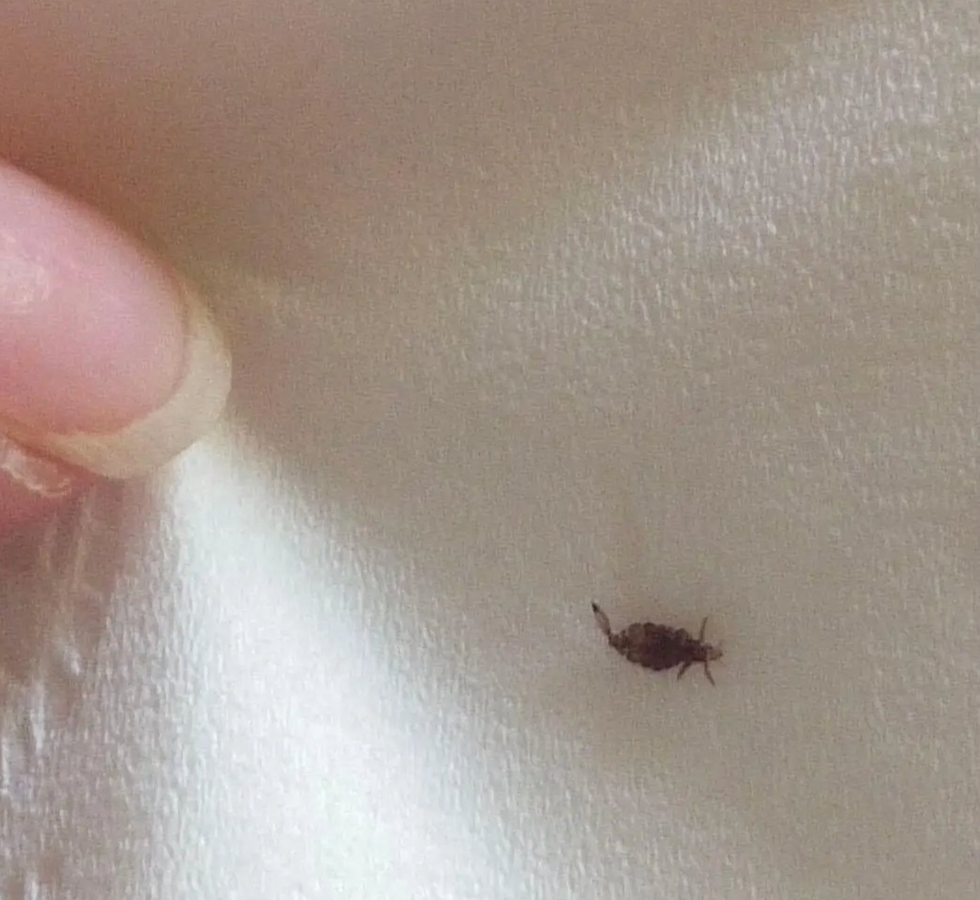 这是变异的蟑螂吗?从我头上掉下来的.