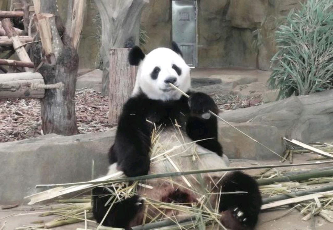 "外公熊"大熊猫"科比"的一生