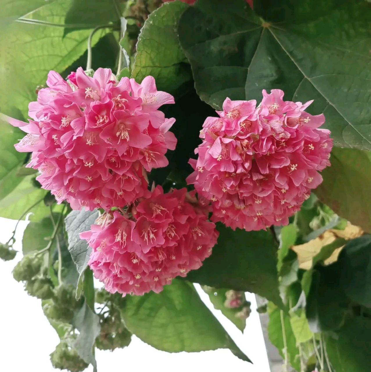 漂亮的芙蓉花图片大全图片