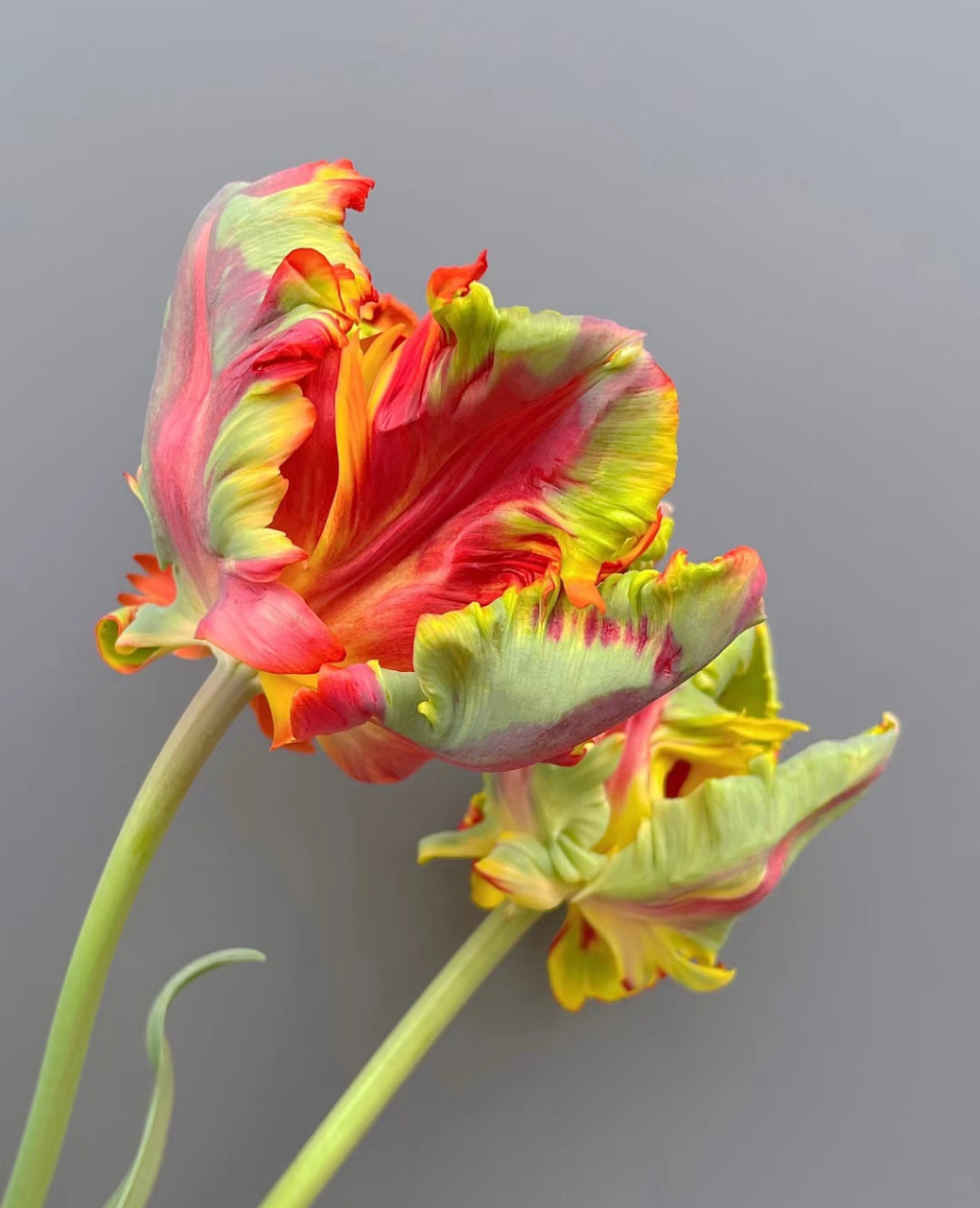 这个郁金香93是鹦鹉变的吧