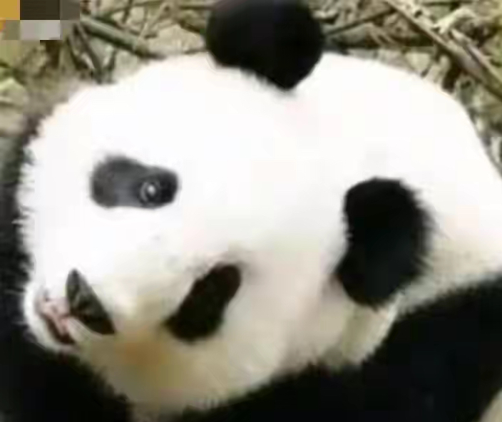 每天认识一只大熊猫—祥祥首只放归野外的圈养大熊猫
