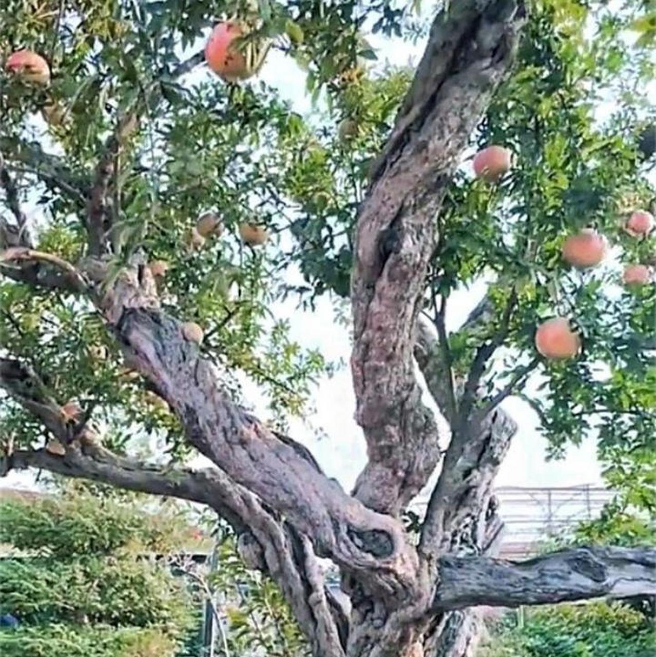 盘龙树,结的果叫龙珠[滑稽]吃一颗涨五百年修为