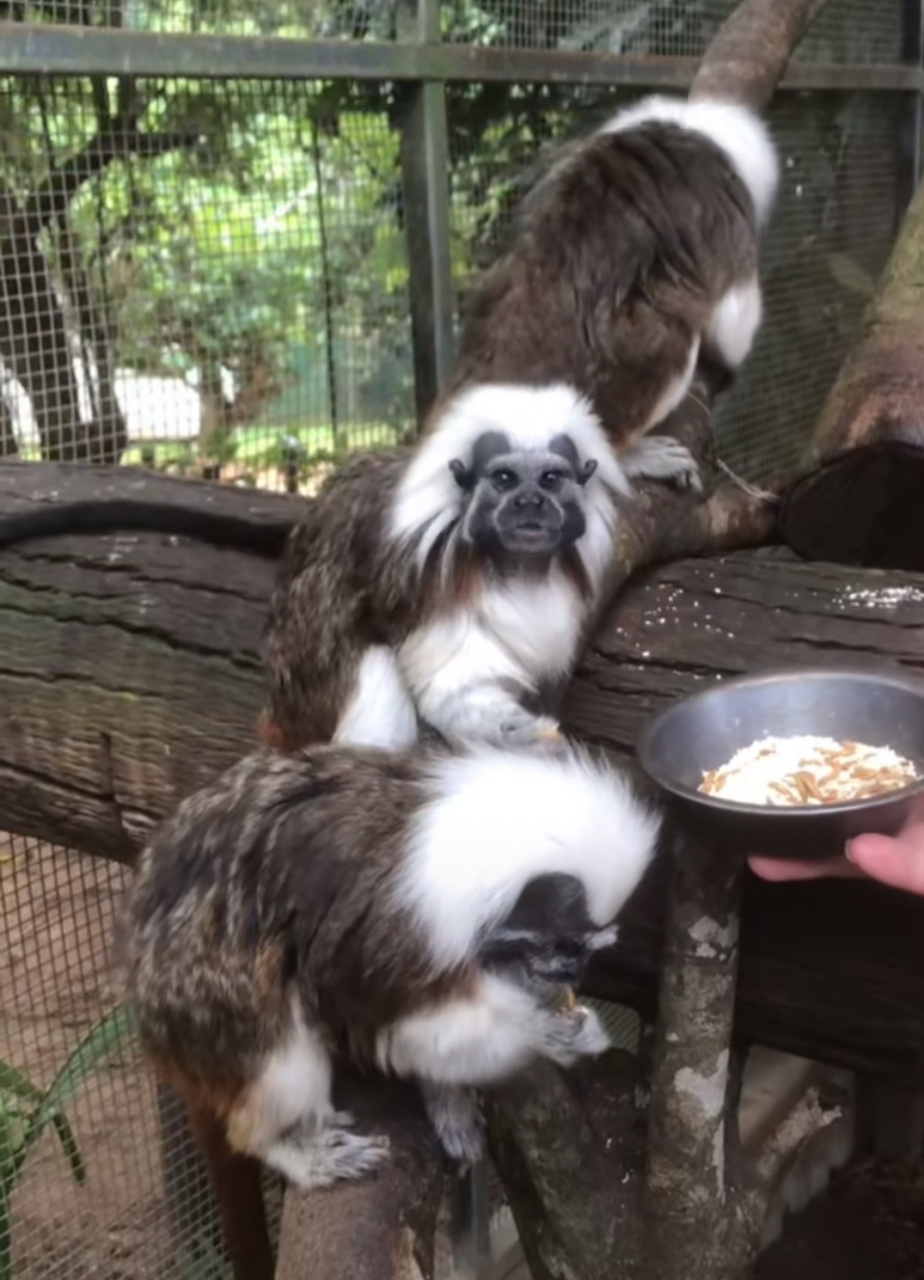 印第安猴,让我想起来印第安人.