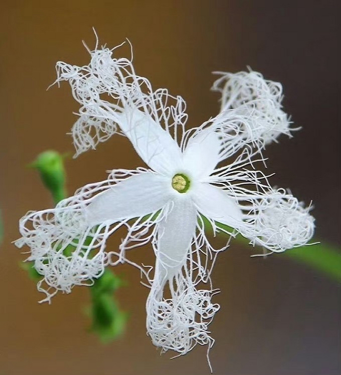 百度仲夏打卡挑战赛# " 蛇瓜花 … " 67 676767[吃鲸]