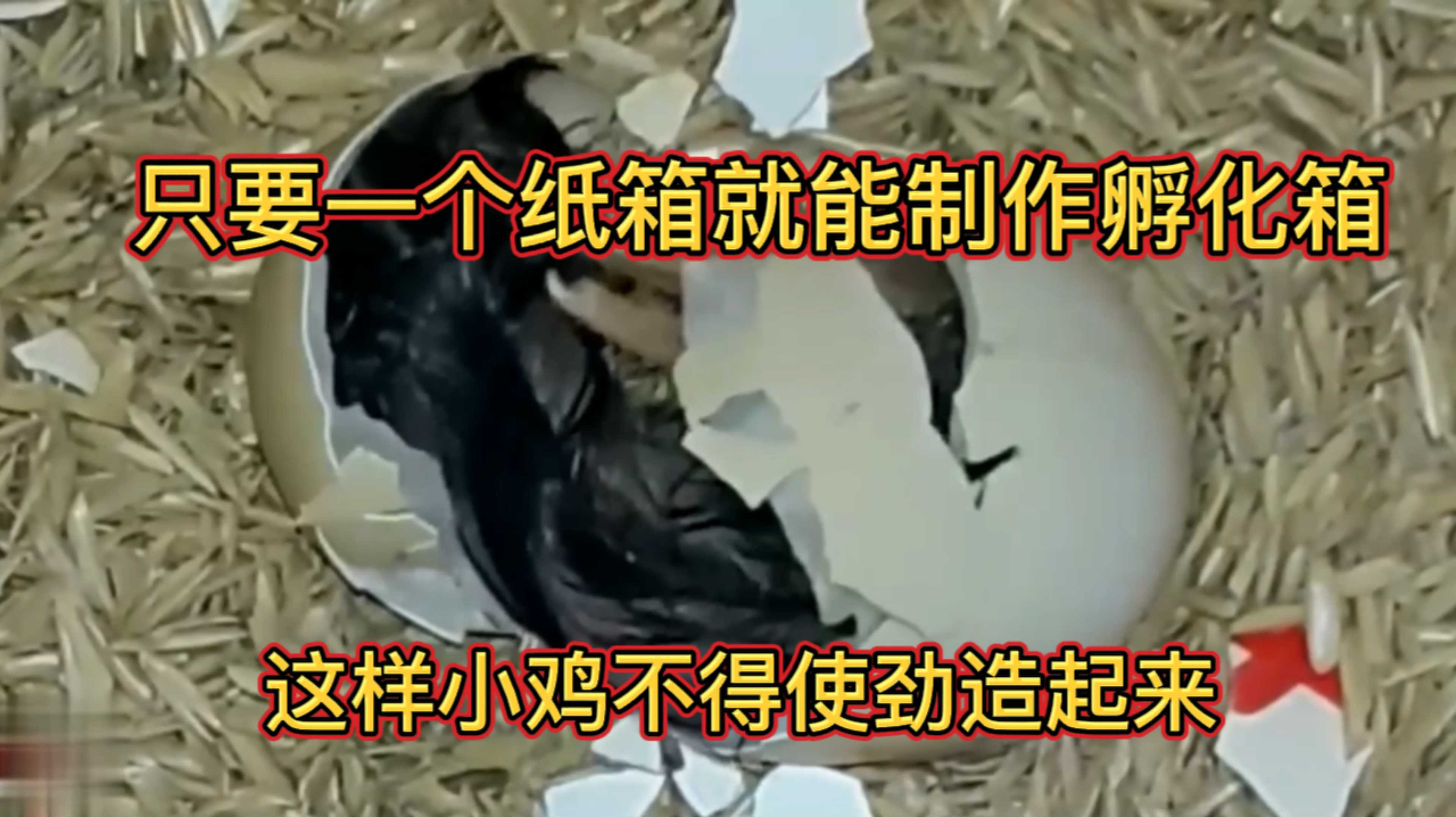 只要一个纸箱就能制作的小鸡孵化箱,家里的鸡蛋要可劲造起来了