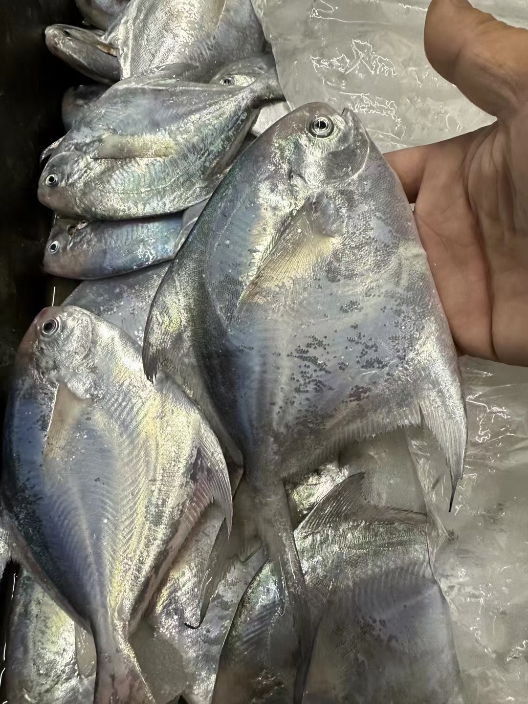 东山岛海鲜野生白鲳鱼:舌尖上的海洋之宝