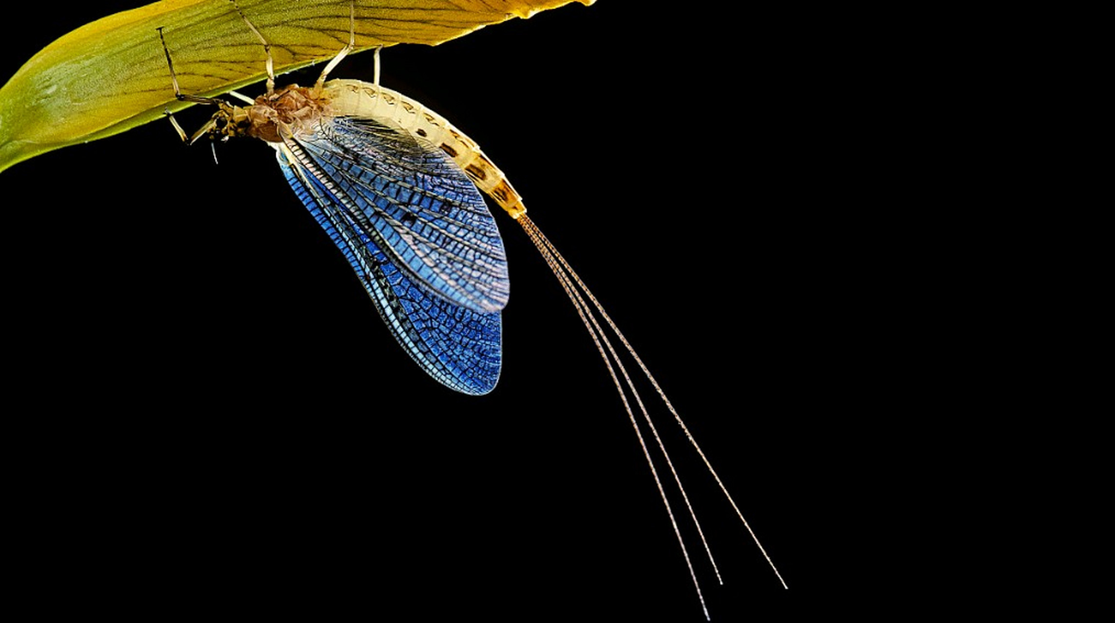 美丽的蜉蝣,长相科幻,彷佛外星生物.  #动物趣图