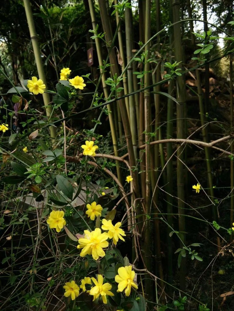 今日立春,来组应景的迎春花儿,小小的黄花随着枝条自由地下垂着,远远
