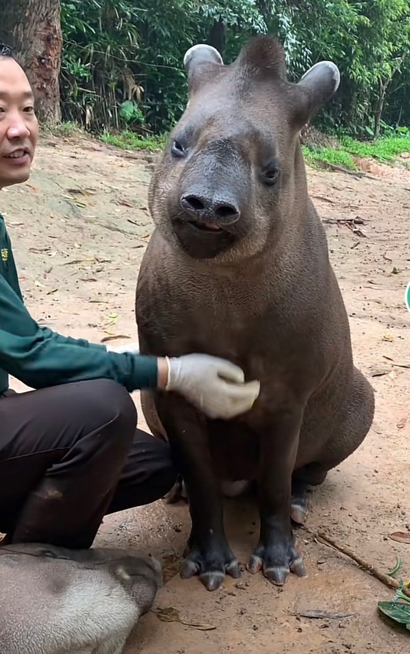 这个叫"巴西貘"的动物,像电影《侏罗纪公园》里面的动物一样.#搞笑# #