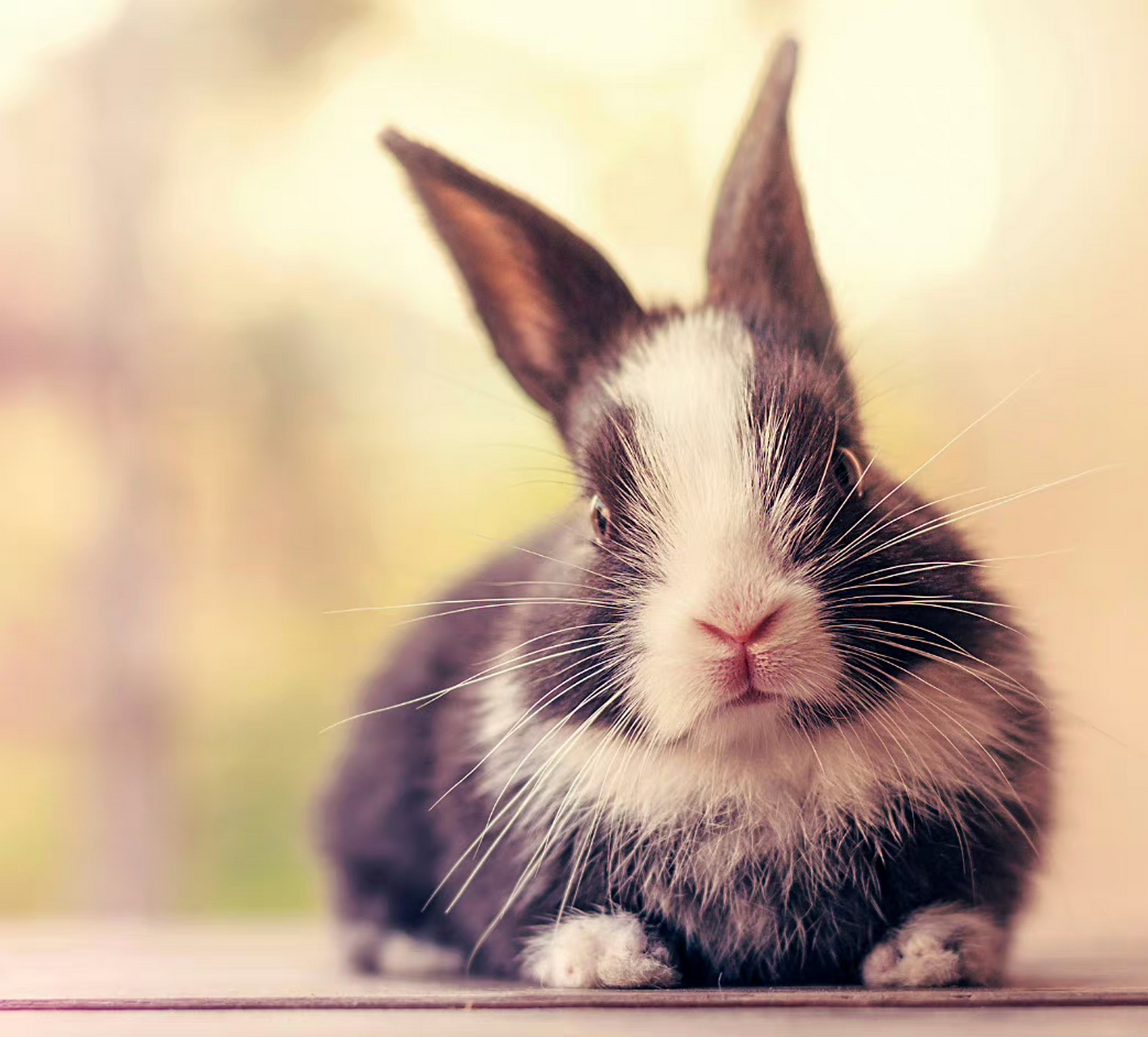 【精选美图·萌萌哒兔宝宝·宠物摄影作品】 摄影师:ashraful arefin