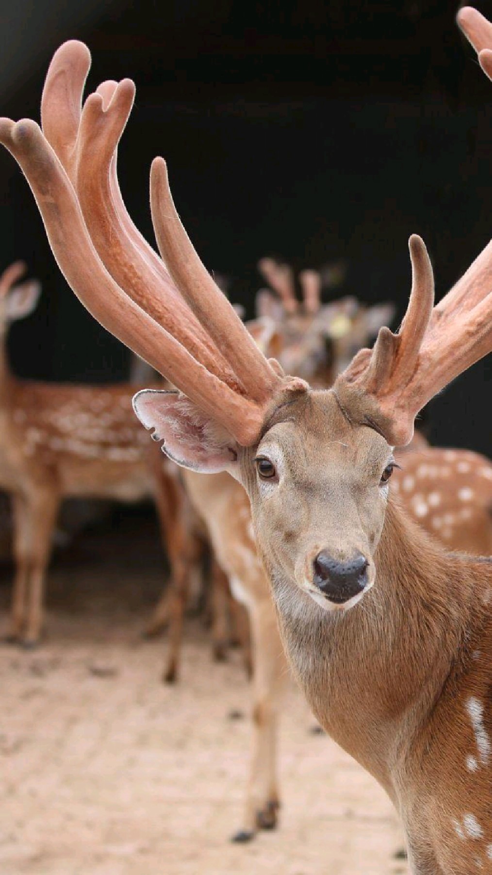 这些鹿的鹿角都好漂亮,看着舒服,挺柔美的!-度小视