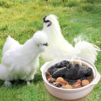 "宠上天"的泰和乌鸡