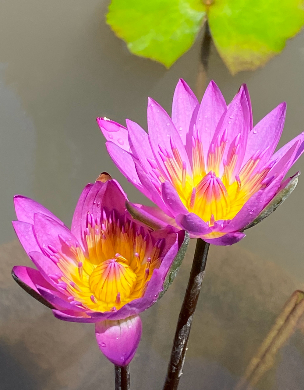 依偎,并肩秀恩爱的鲁比睡莲 #美好假期在旅途