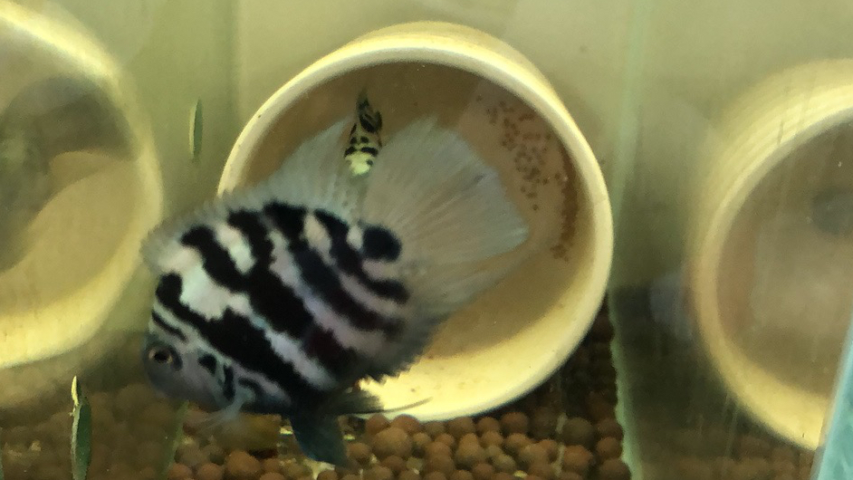 哪些热带鱼最好繁殖,适合喜欢繁殖鱼的新手,进来看看