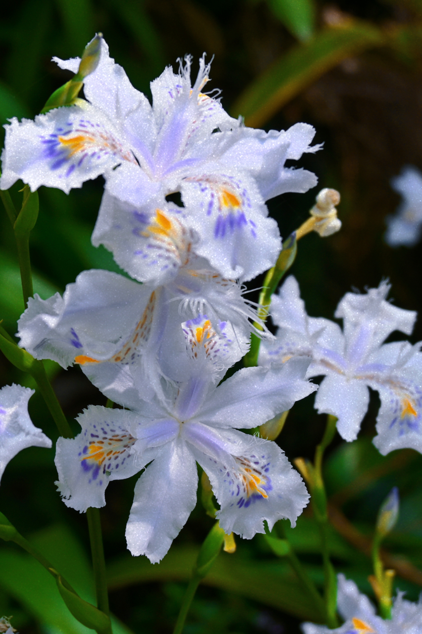 扁竹兰,虽然没有蝴蝶兰高贵,但也有自己的一席之地.