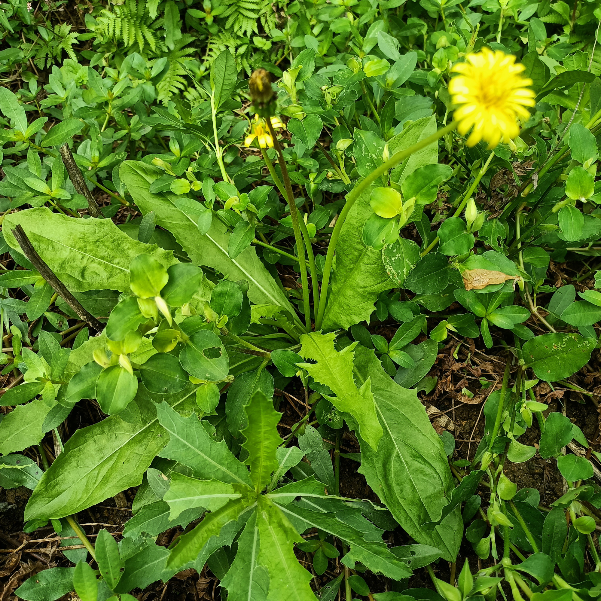 纯天然野生蒲公英,现在越来越少了