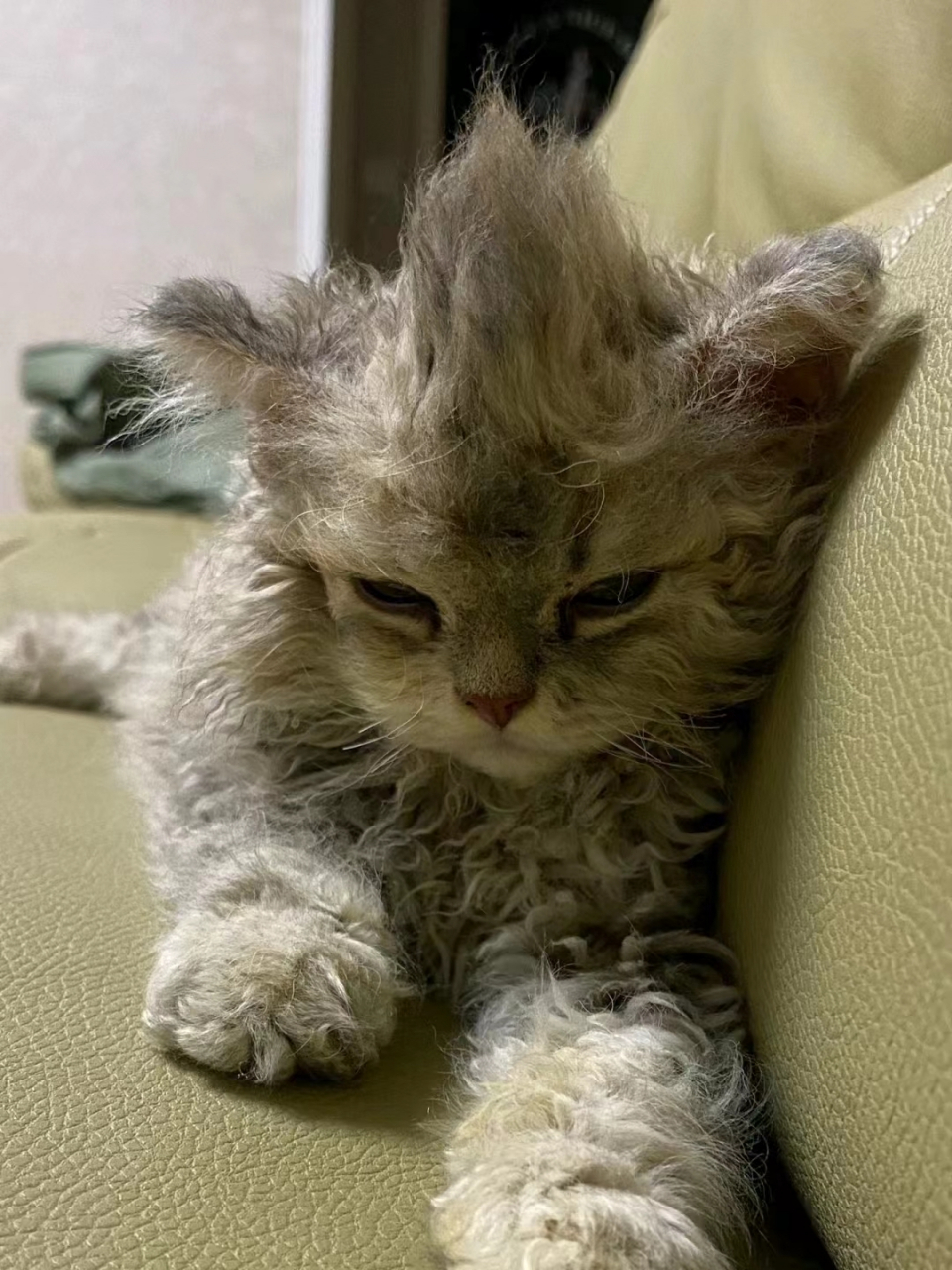 谁家小猫这么杀马特啊,哈哈哈哈,可爱是可爱,不过这个发型怎么那么像