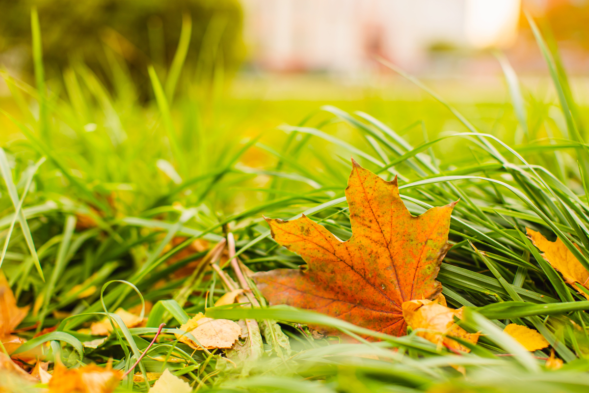 深秋的意境唯美句子