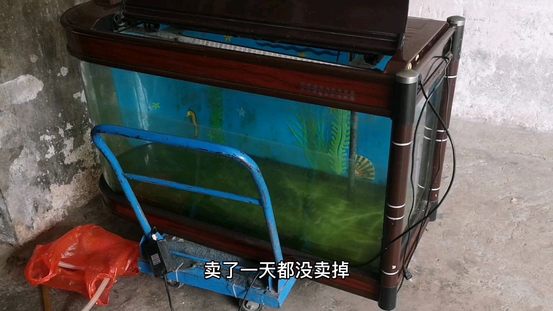 楼上住户免费送一个鱼缸和冰箱,又给50块搬运费,这下赚大了