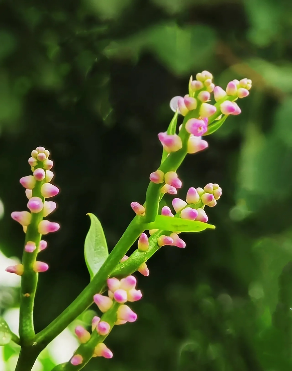 木耳菜开花真可爱#摄影# #中国美景大赏# #农村