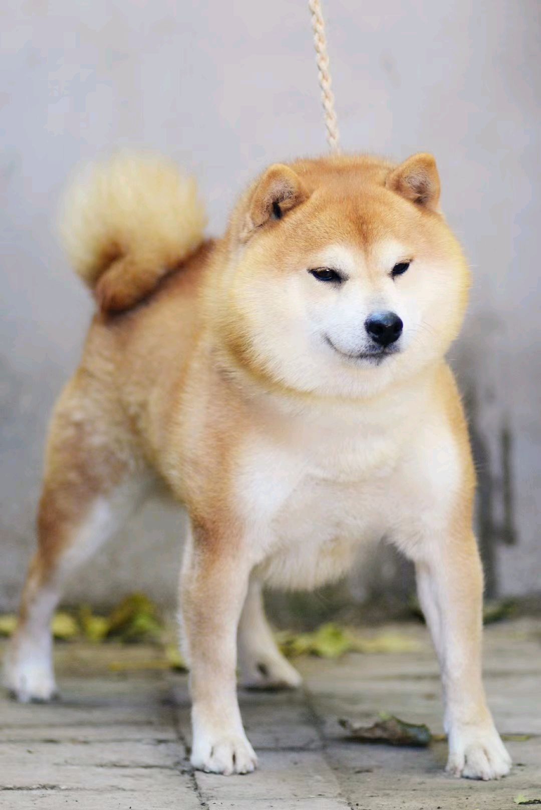 秋峰北京柴犬犬舍培育心得