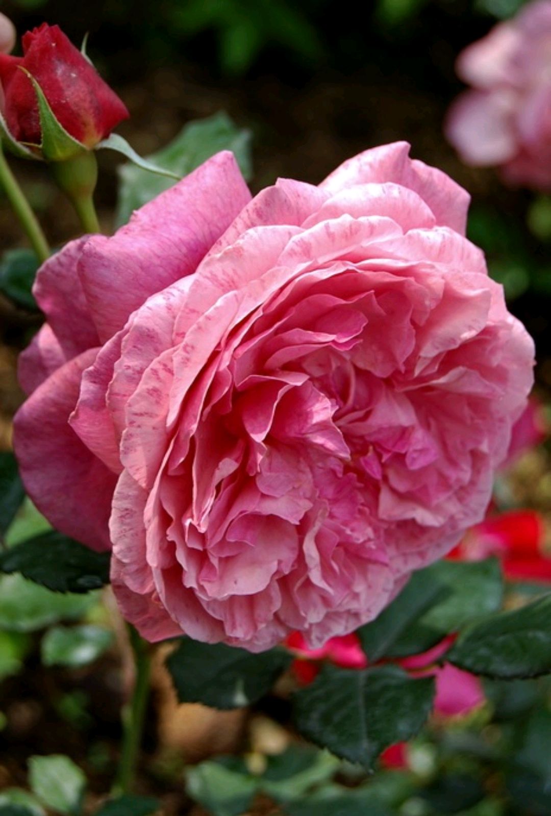 马萨德精品月季:拉杜雷(ladure)