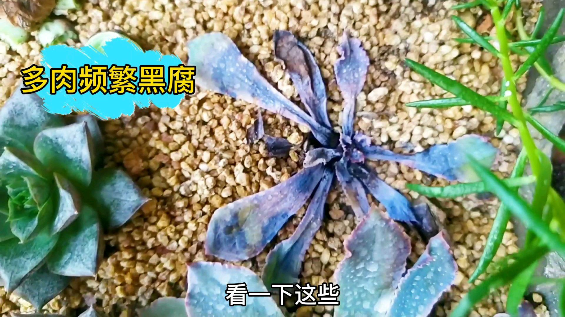 多肉小苗大量仙去,过完夏天等着收盆子?只有这样处理