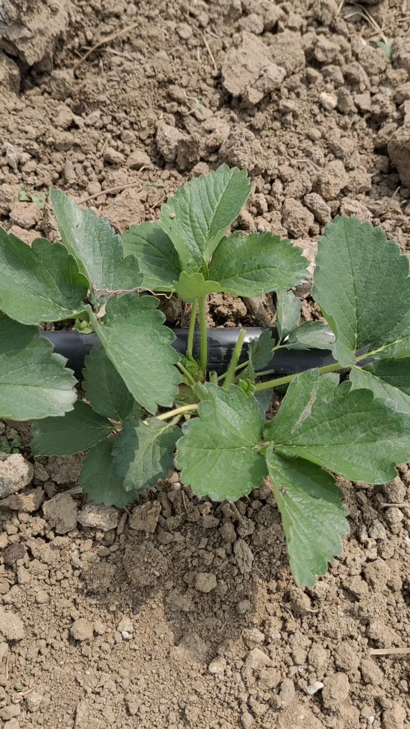 秋后出圃越秀草莓苗!