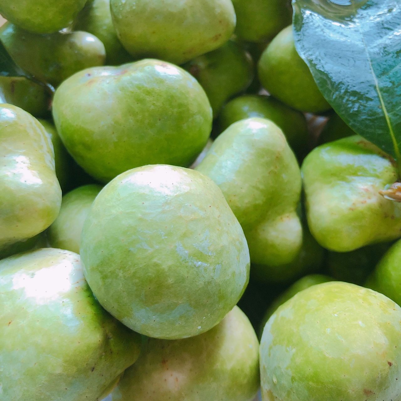 今天实践 家门口种的一棵胭脂果树