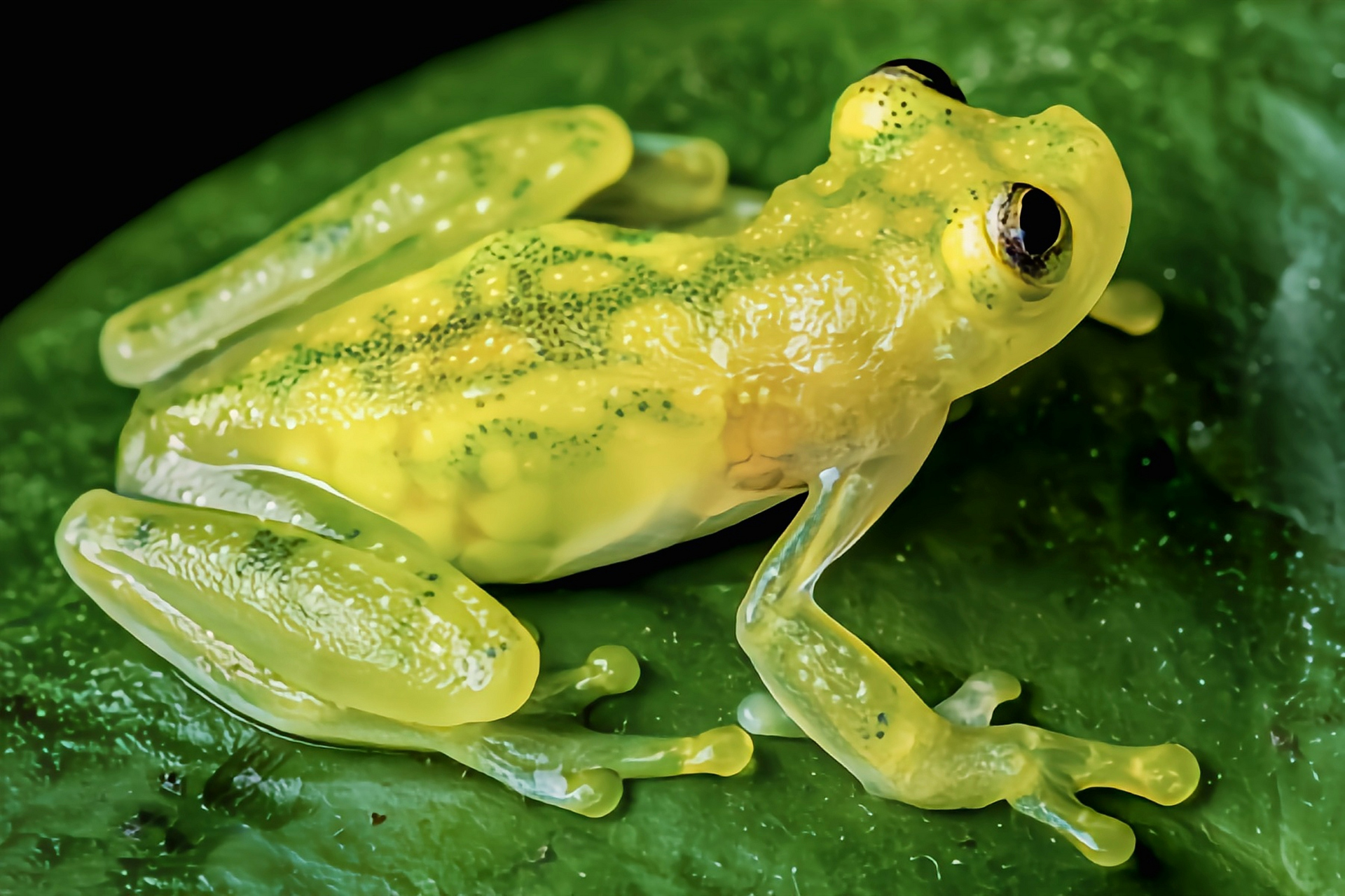 每天认识一种动物——玻璃蛙 玻璃蛙又名透明蛙,原产于南美洲委内瑞拉