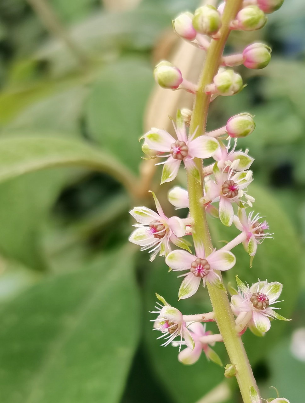 研究发现垂序商陆还具有抗病毒和抑菌作用,对环境中的重金属也有一定