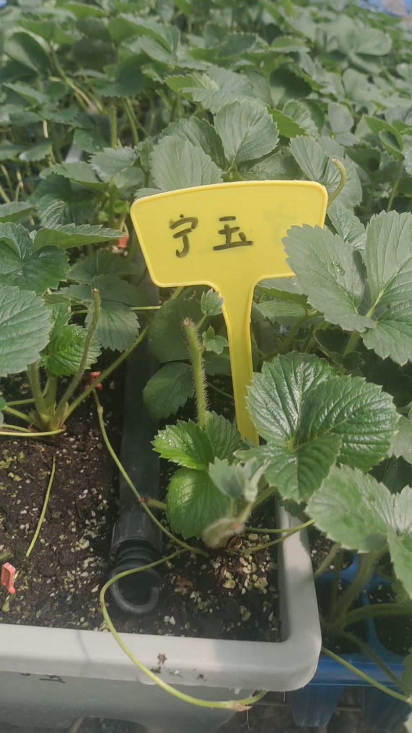 宁玉穴盘草莓苗,脱毒草莓苗!早熟,高产品种!草莓生产苗预订中!